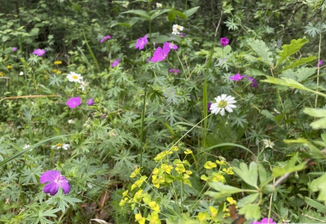 Géraniums sanguineum, euphorbe Petit-cyprès
