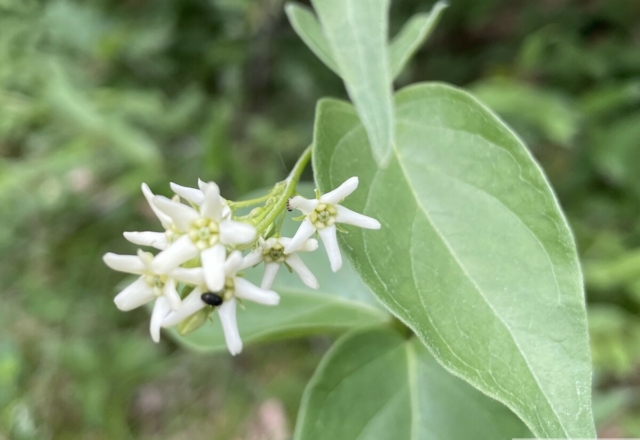 vincetoxicum hirundinaria