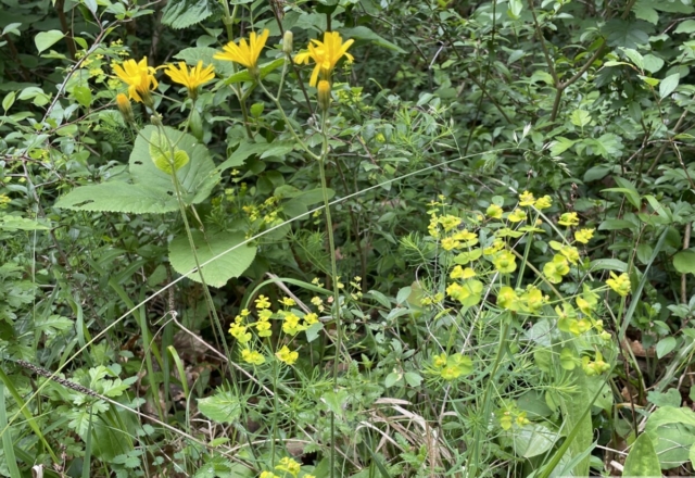 Euphorbe Petit-cyprès