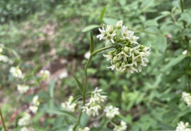 vincetoxicum hirundinaria