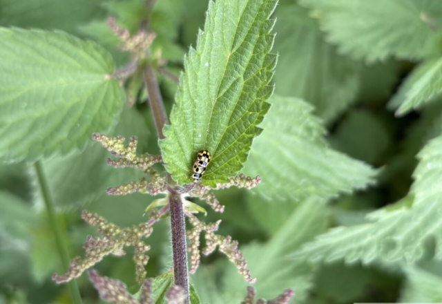 Coccinelle à damier, Propylea quatuordecimpunctata