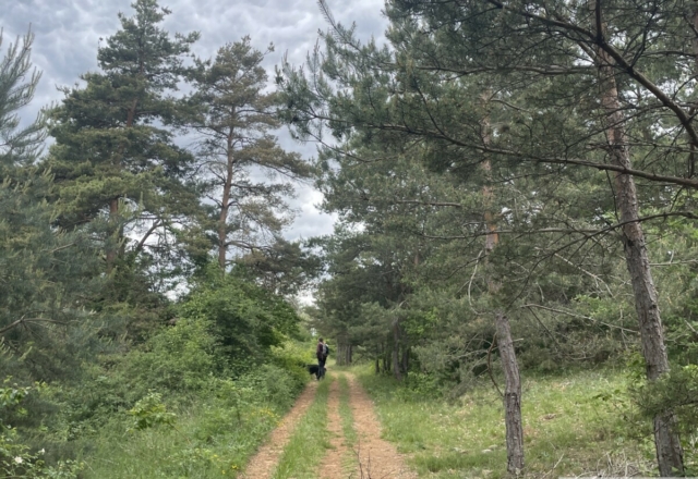 La forêt de pins