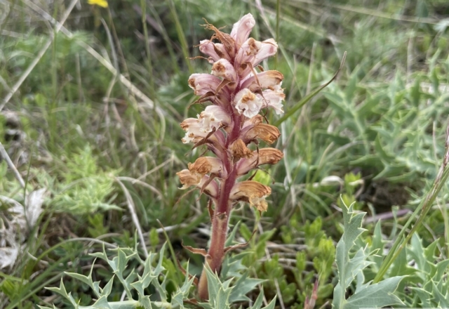 Orobanche