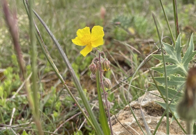 Helianthemum
