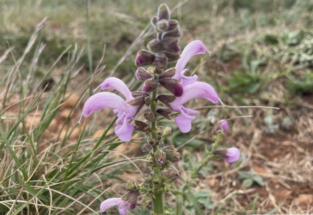 Salvia