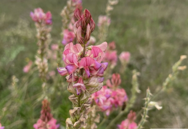 Sainfoin