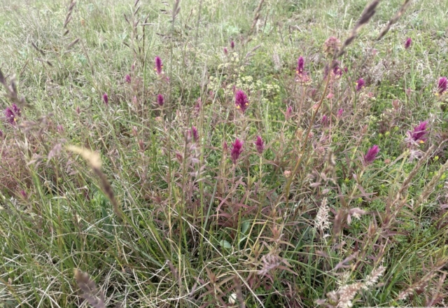 Mélampyre des champs