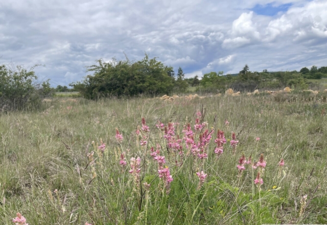 Sainfoin