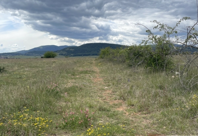 Bollenberg