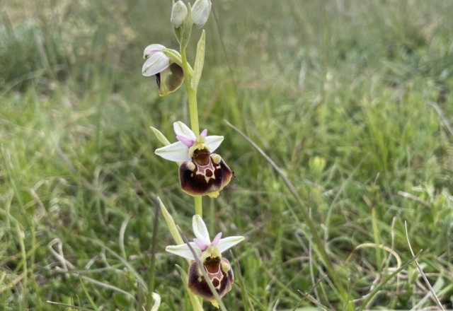 Ophrys