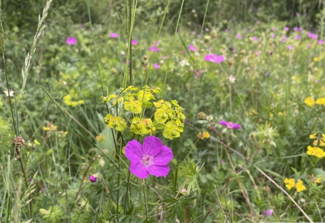 Géraniums sanguineum et euphorbe Petit-cyprès