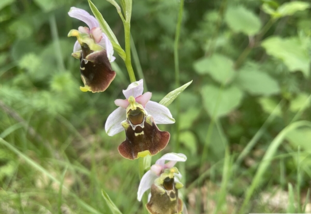 Ophrys