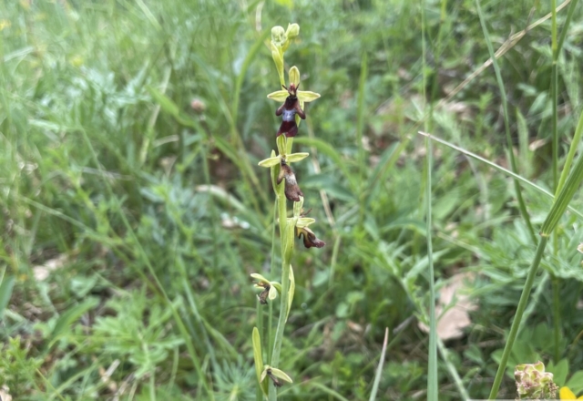 Ophrys mouche