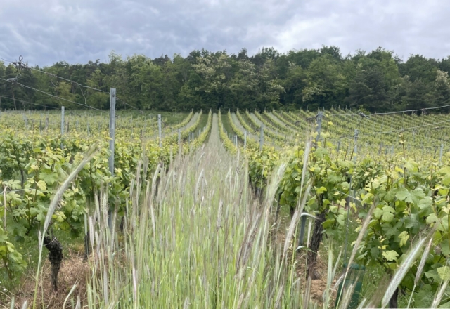 Dans les vignes