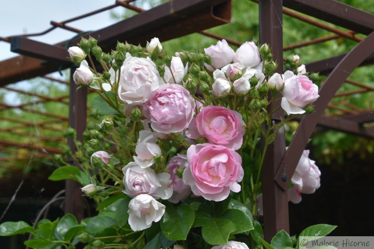 rosa Jasmina