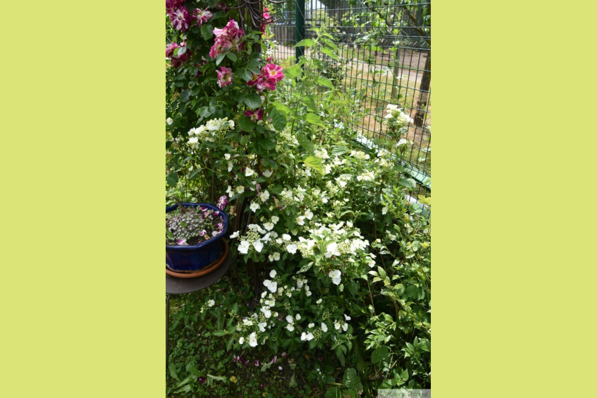 Hydrangea Runaway Bride (31-05-26) chez Martine