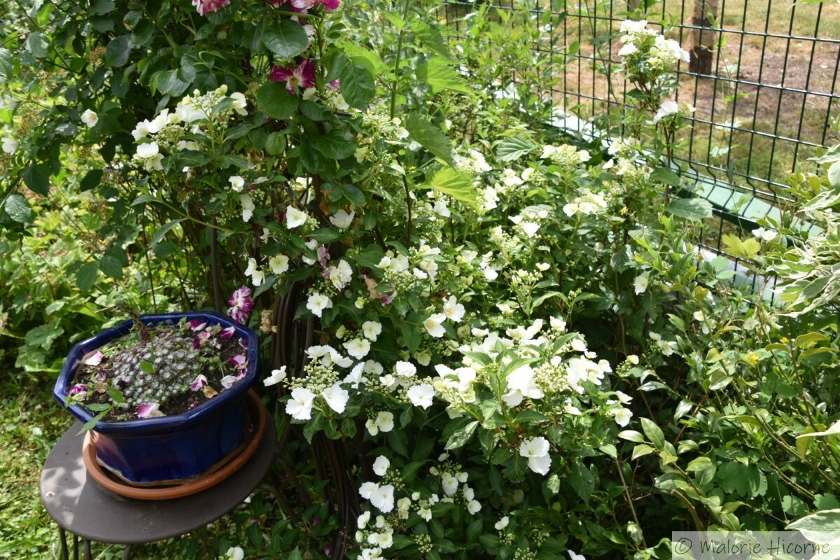 Hydrangea Runaway Bride (31-05-26) chez Martine